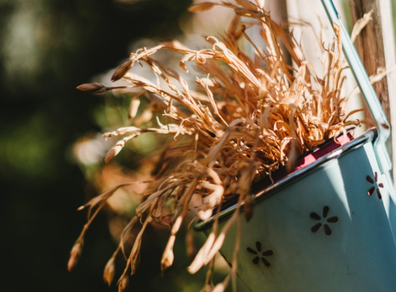 盆栽植物枯萎原因