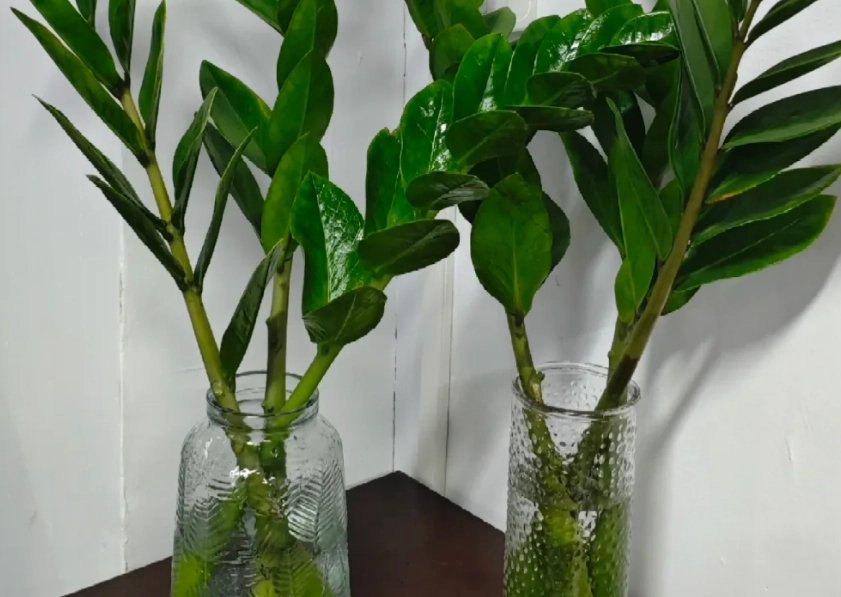 水耕金錢樹方法