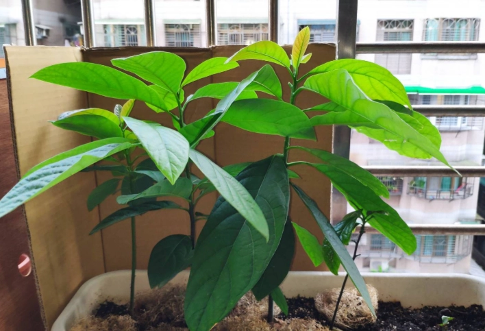 酪梨種植技巧 酪梨種植技巧