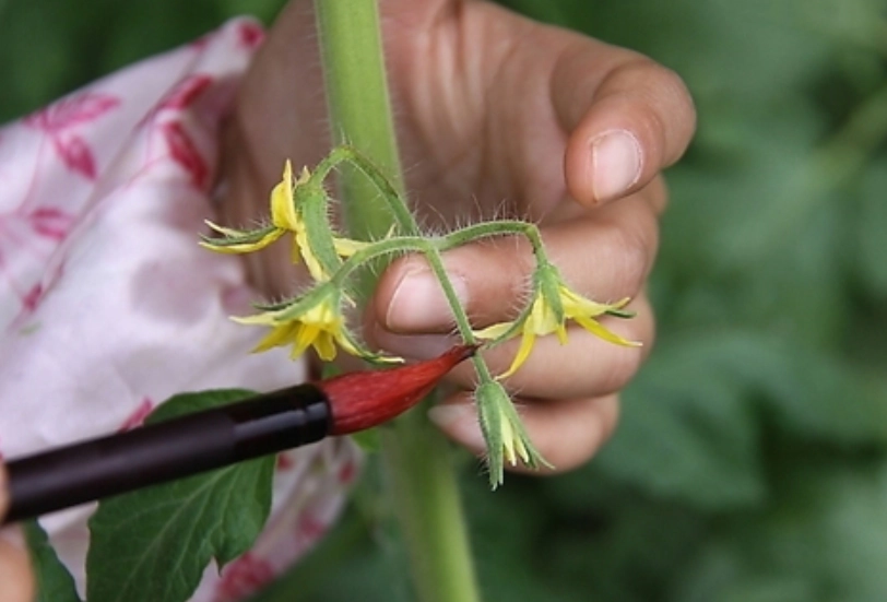 小番茄授粉方法