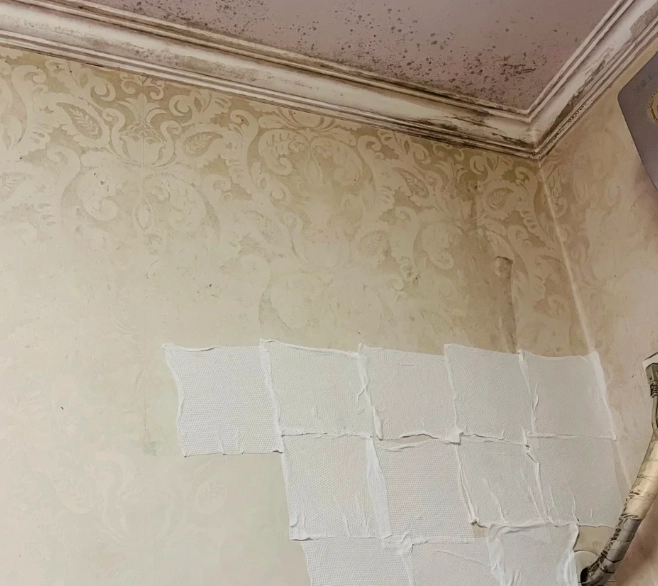 牆壁發霉清除 牆壁發霉清除