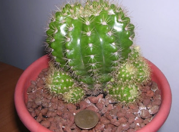 仙人掌分株 仙人掌分株