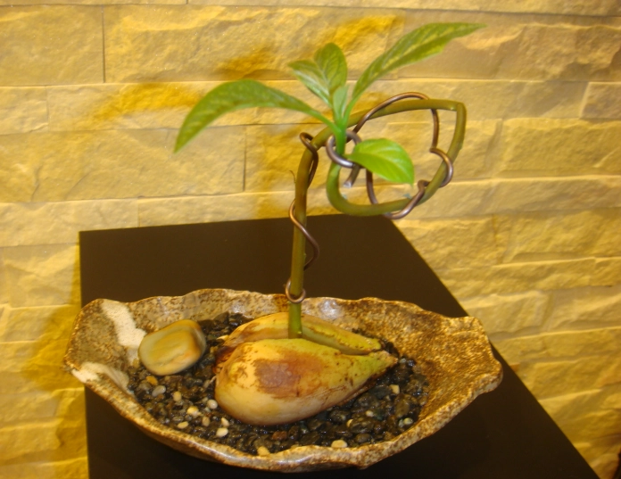 酪梨树修剪时机