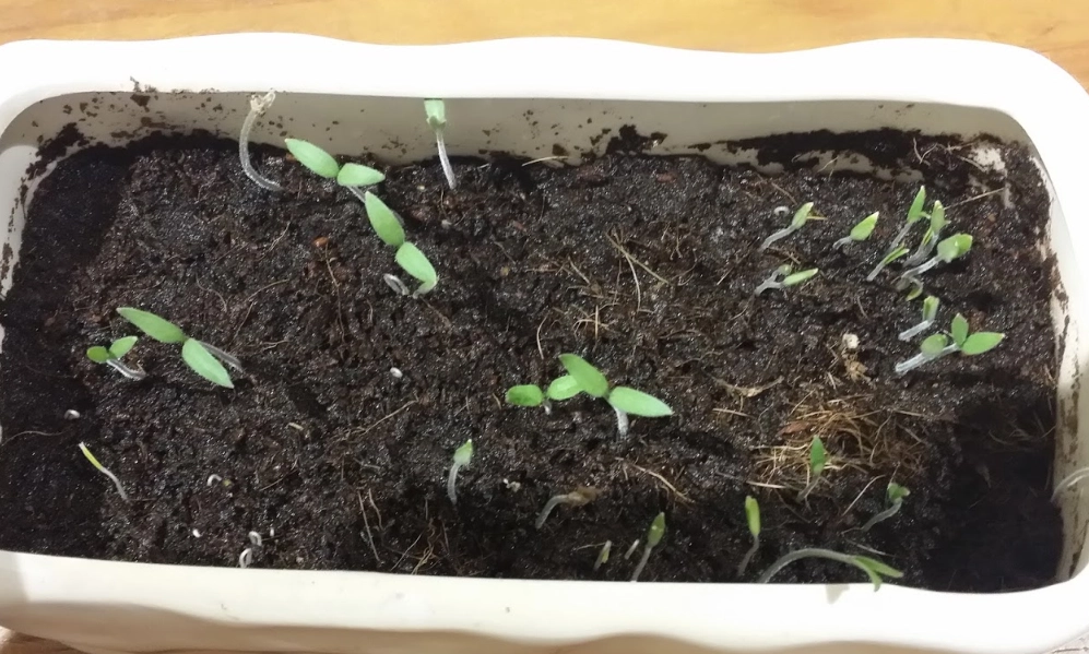 小番茄發芽方法