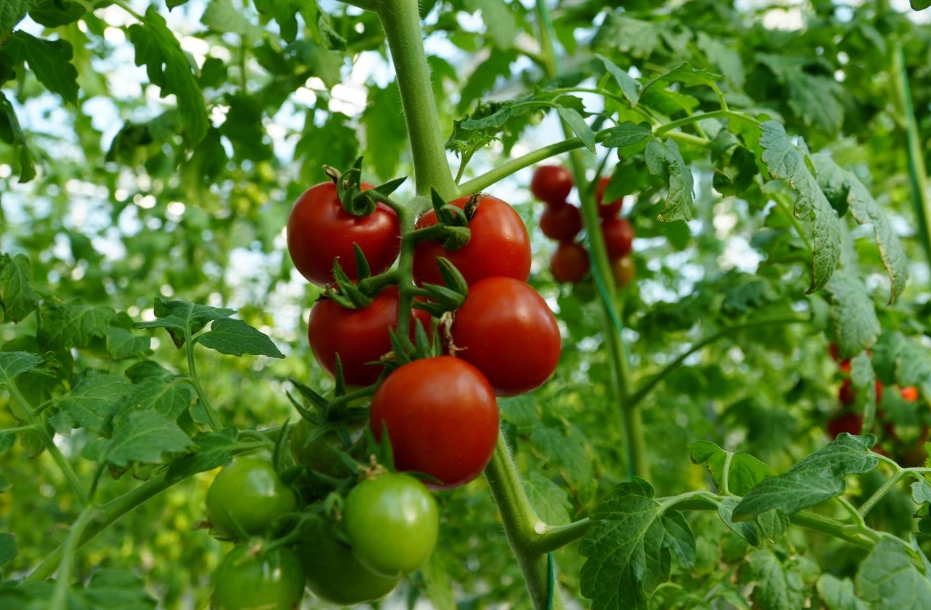 延長番茄壽命 延長番茄壽命