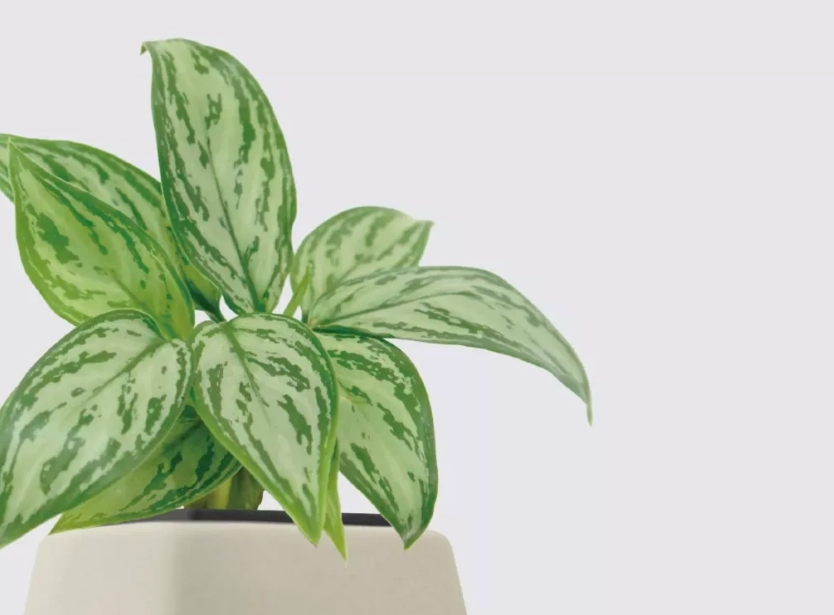 室外盆栽植物推薦