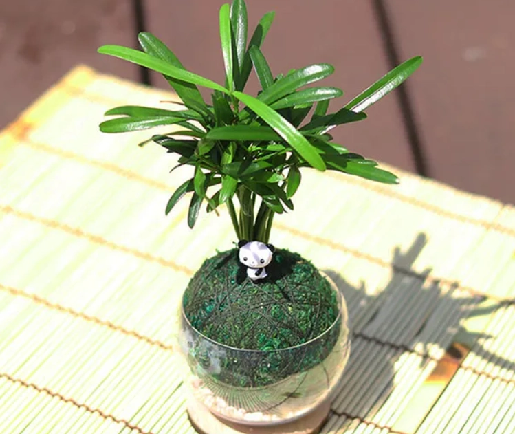 羅漢松何時種 羅漢松何時種