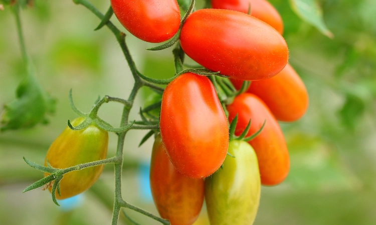 番茄植株過高 番茄植株過高