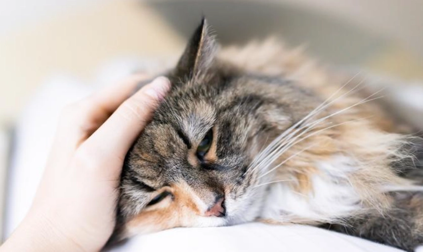 貓樟腦中毒急救