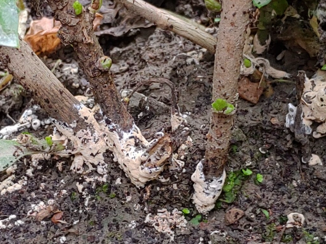 植物根部白色物質 植物根部白色物質