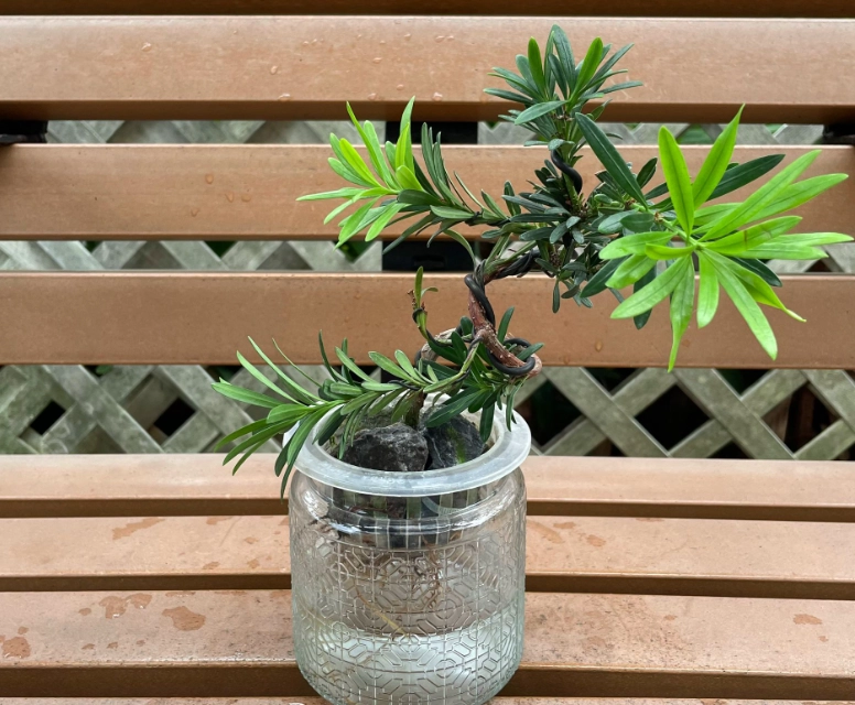 羅漢松栽培技巧 羅漢松栽培技巧