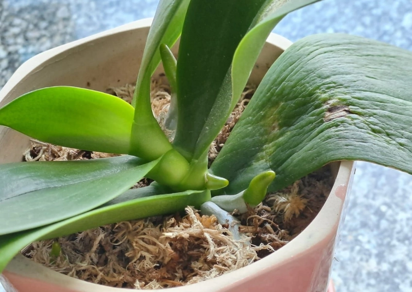 蘭花養護技巧 蘭花養護技巧