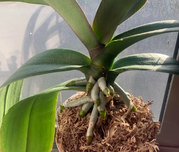 蘭花根系暴露 蘭花根系暴露