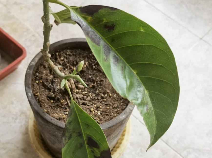 植物葉子變黑處理