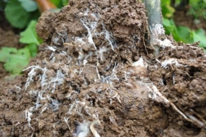 植物根部白色物質 植物根部白色物質