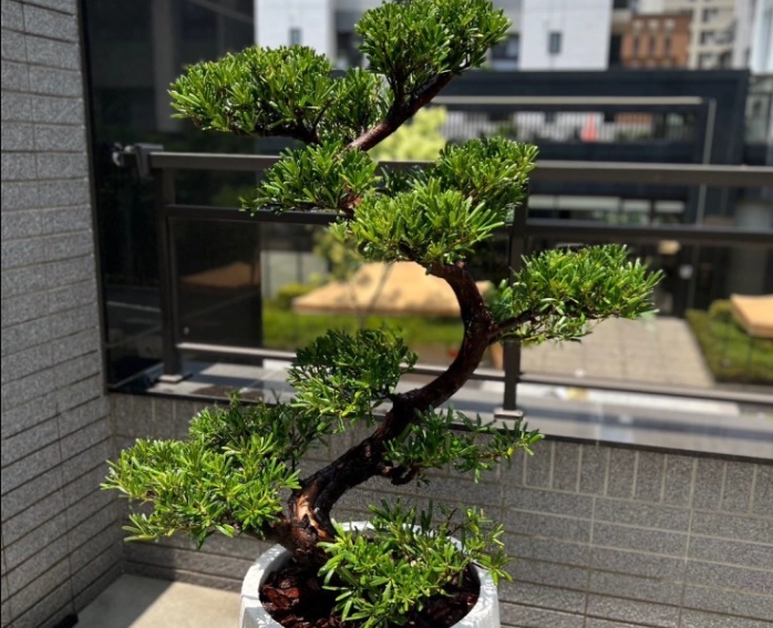 羅漢松造型技巧