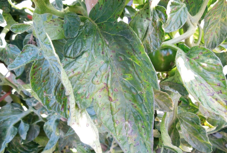 有機番茄病蟲害 有機番茄病蟲害