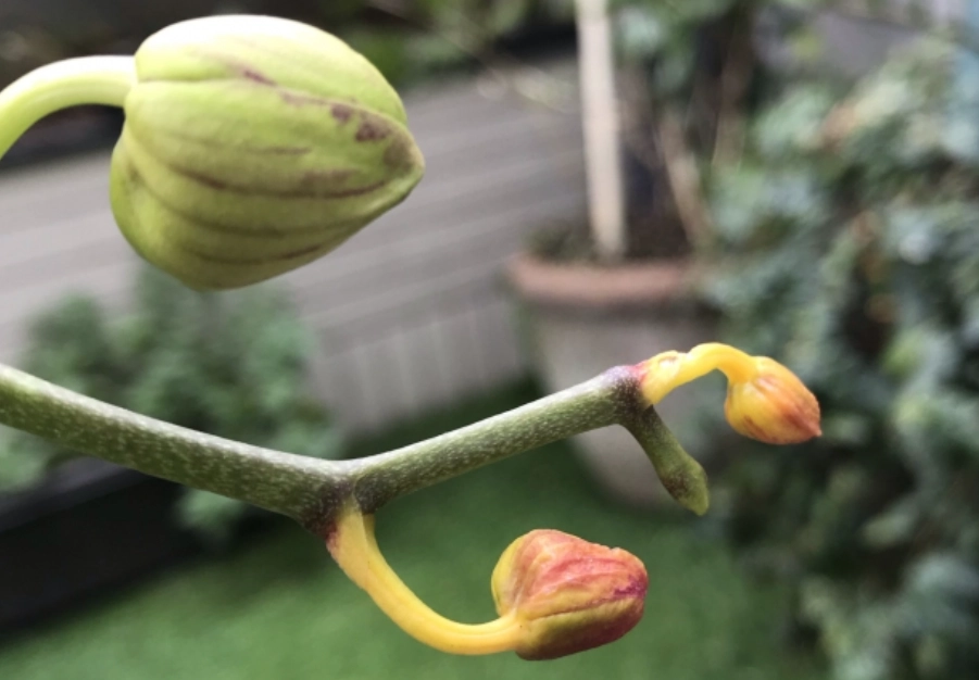 蘭花花苞不開處理