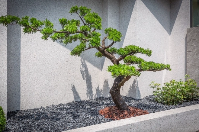 羅漢松修剪方法