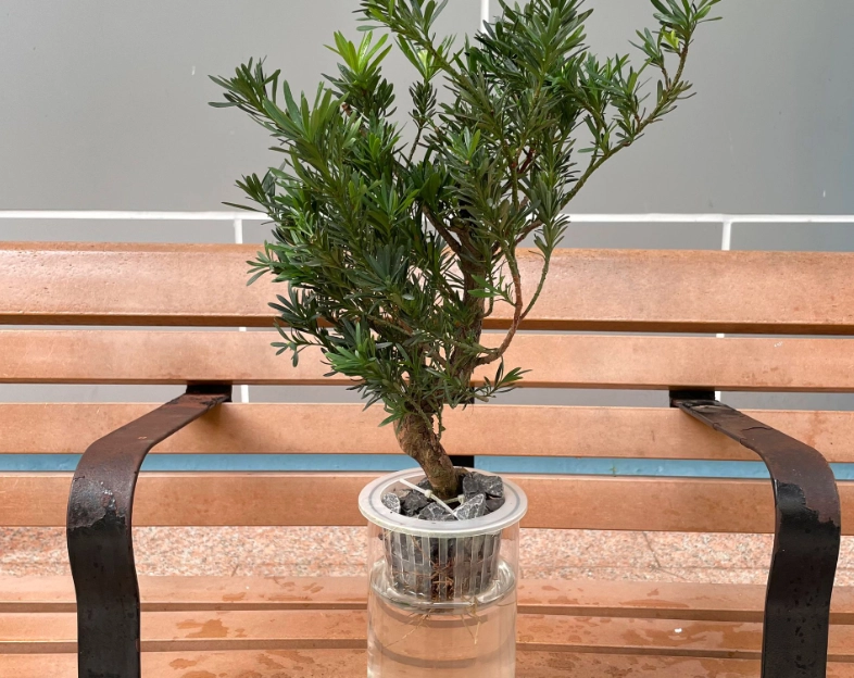 羅漢松栽培技巧 羅漢松栽培技巧