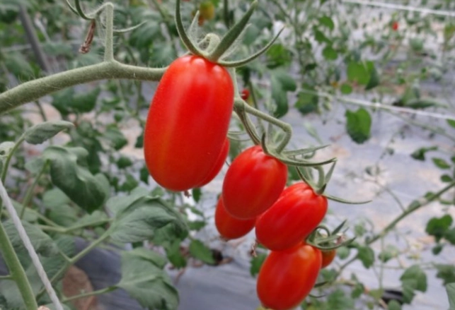 番茄植株過高 番茄植株過高