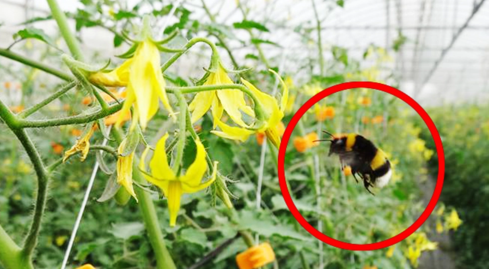 番茄人工授粉技巧