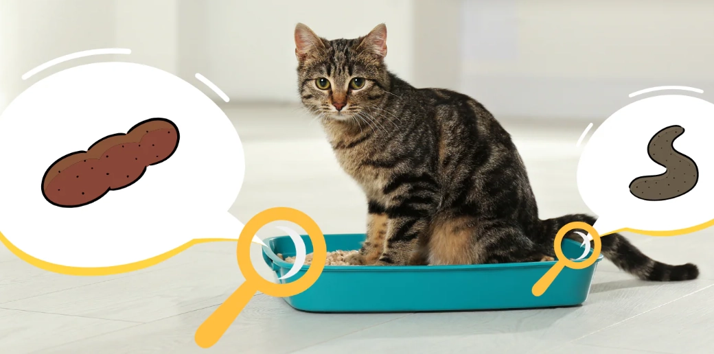 貓健康檢查 貓健康檢查