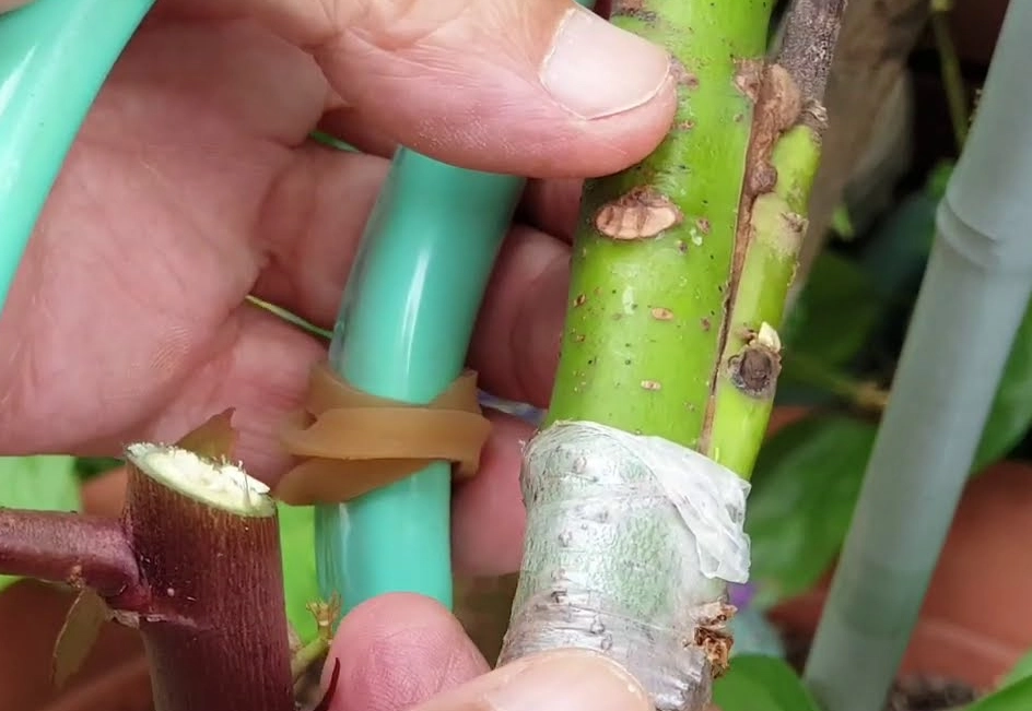 酪梨嫁接時機 酪梨嫁接時機