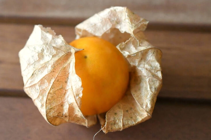 燈籠果收成期 燈籠果收成期