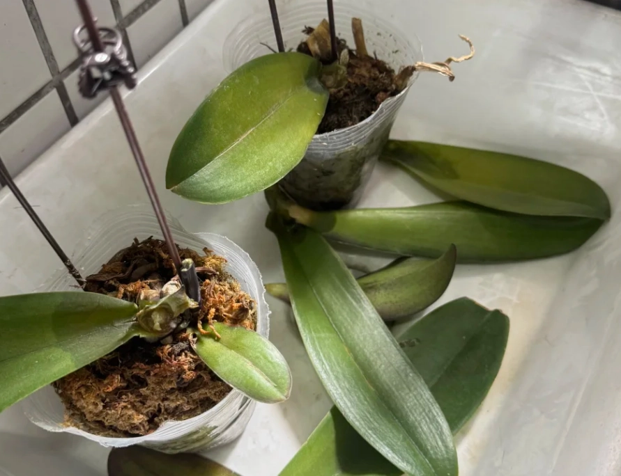 蘭花葉子掉光如何救