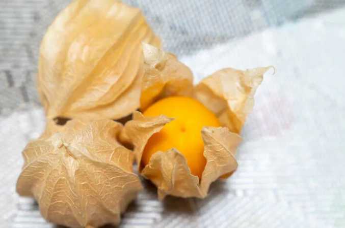 燈籠果日照管理