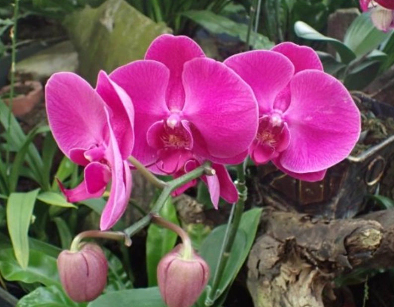 蘭花凋謝後照顧 蘭花凋謝後照顧