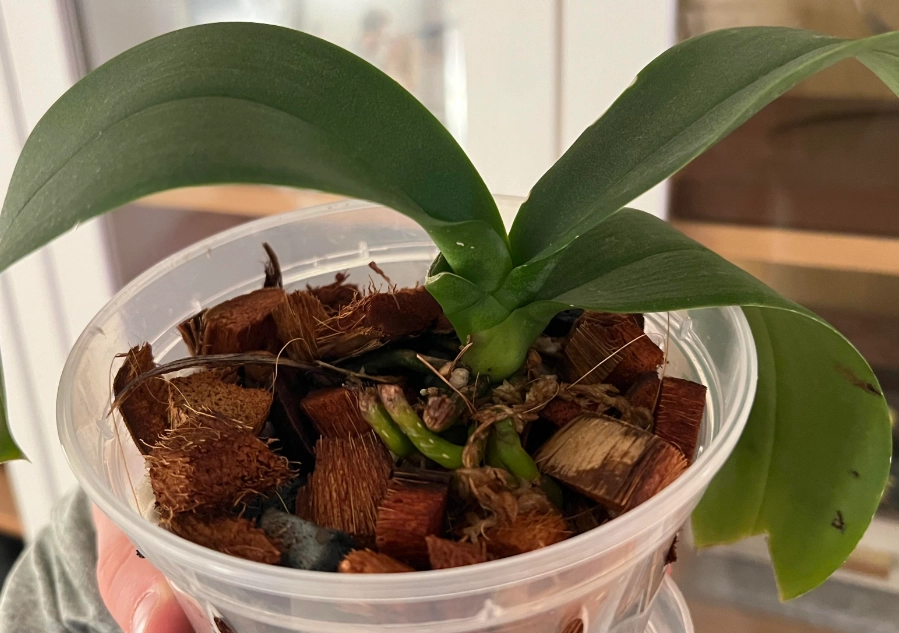 蝴蝶蘭澆水方法 蝴蝶蘭澆水方法