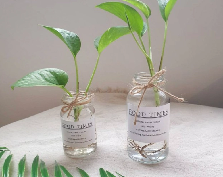 黃金葛毒性 黃金葛毒性