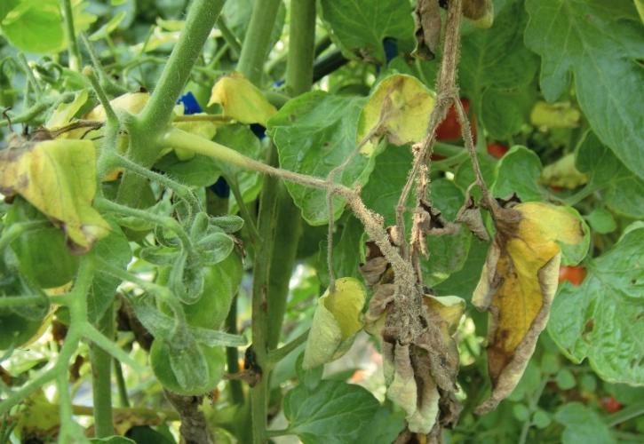 番茄有機種植病害防治 番茄有機種植病害防治