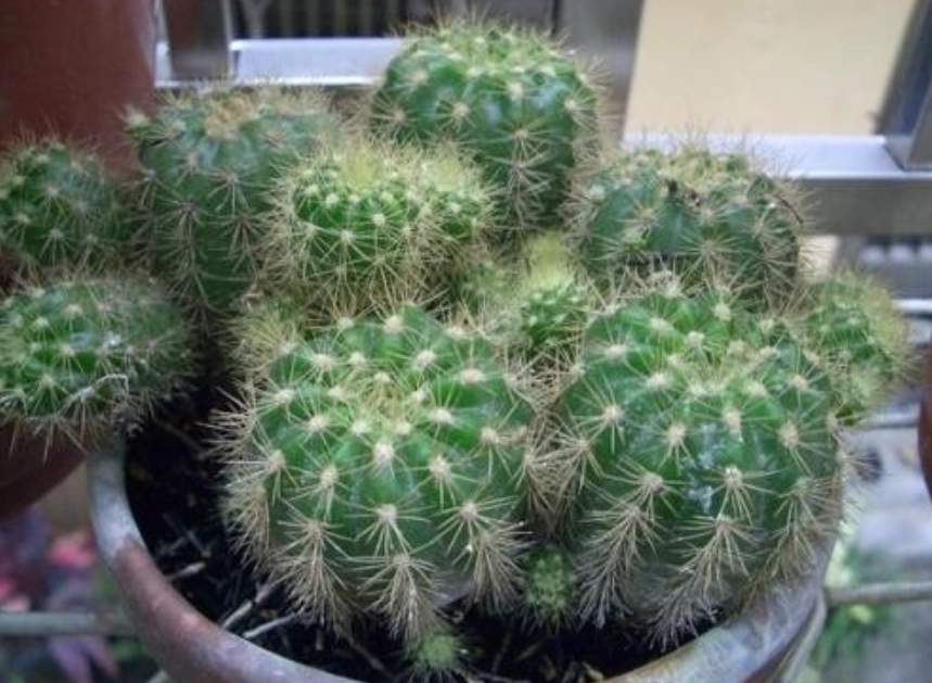 仙人掌分株 仙人掌分株