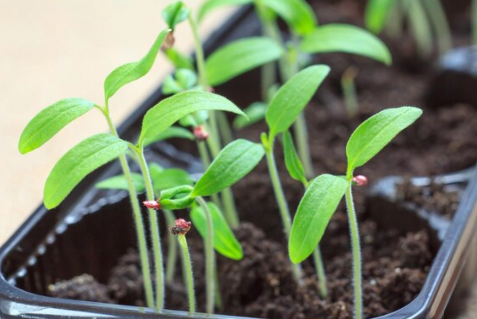 小番茄種植技巧