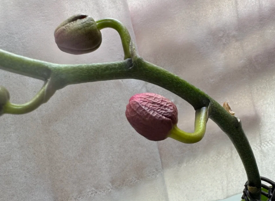 蘭花花苞凋謝解決方法