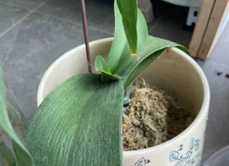 蘭花葉子軟化處理 蘭花葉子軟化處理