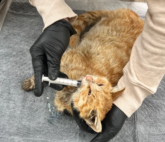 樟腦油對貓的毒性 樟腦油對貓的毒性