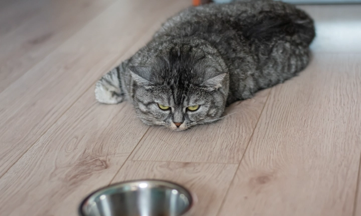 夏天貓食慾下降 夏天貓食慾下降