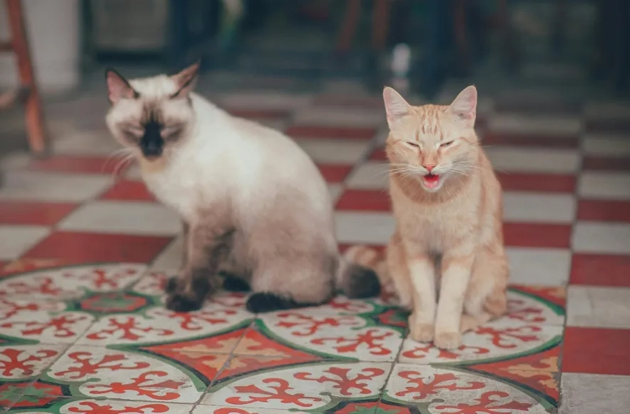 貓咪夏季食慾不振 貓咪夏季食慾不振