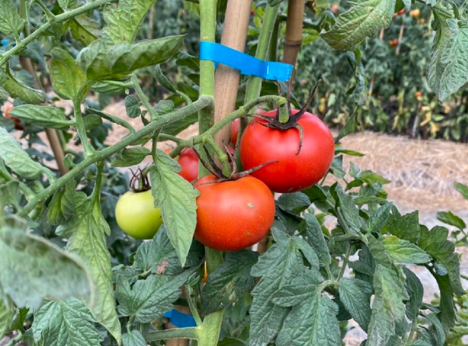 番茄種植步驟 番茄種植步驟
