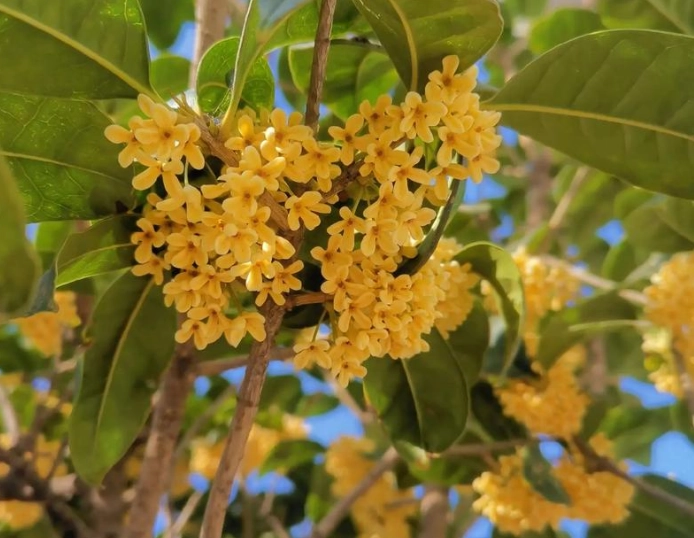 桂花树种植位置 桂花树种植位置