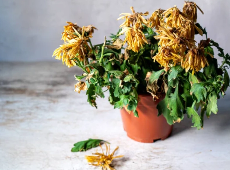 盆栽復活技巧 盆栽復活技巧