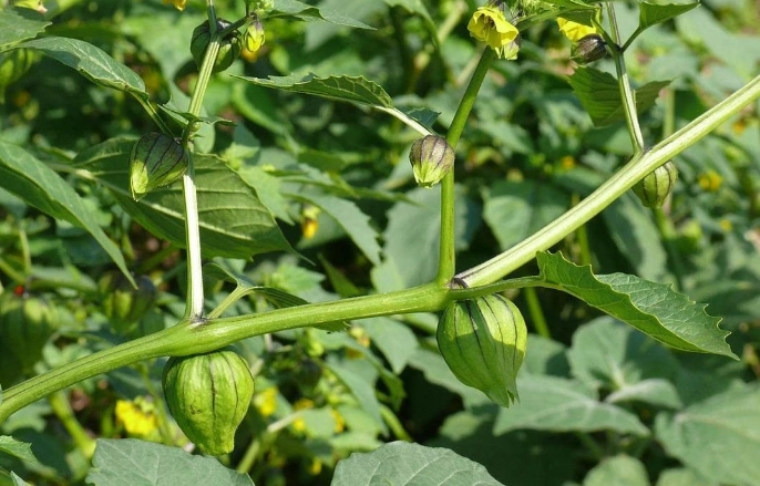 酸漿果栽培技巧