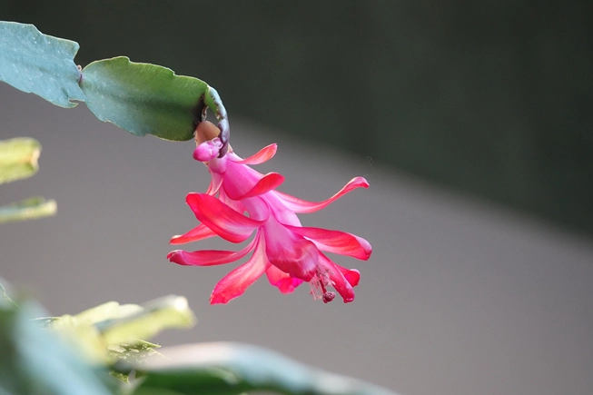 國花象徵意義 國花象徵意義