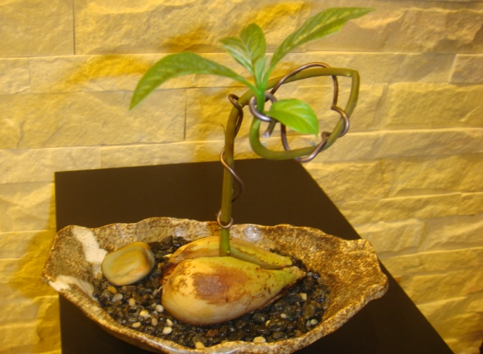 盆栽酪梨常見問題