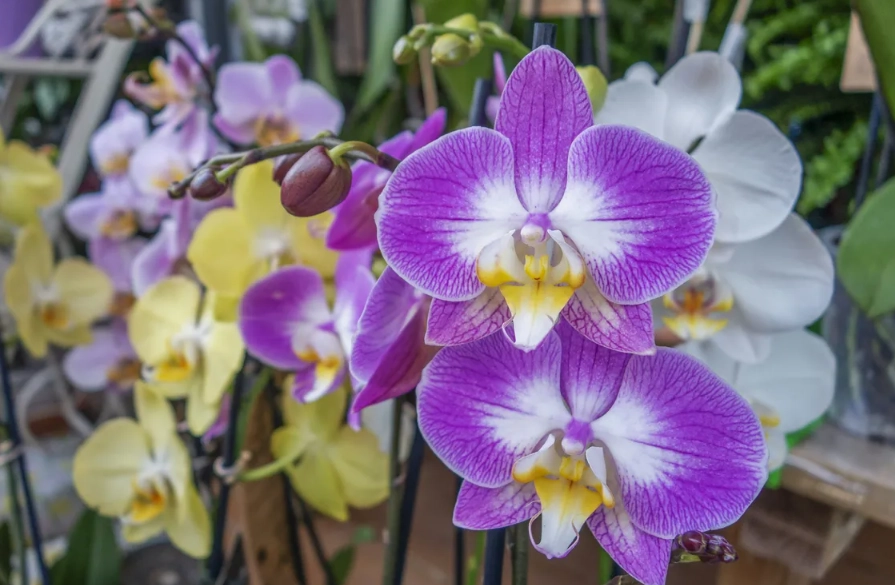 蘭花色寓意 蘭花色寓意