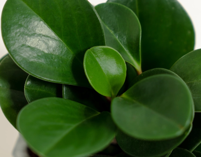 圓葉金錢樹 benefits 圓葉金錢樹 benefits